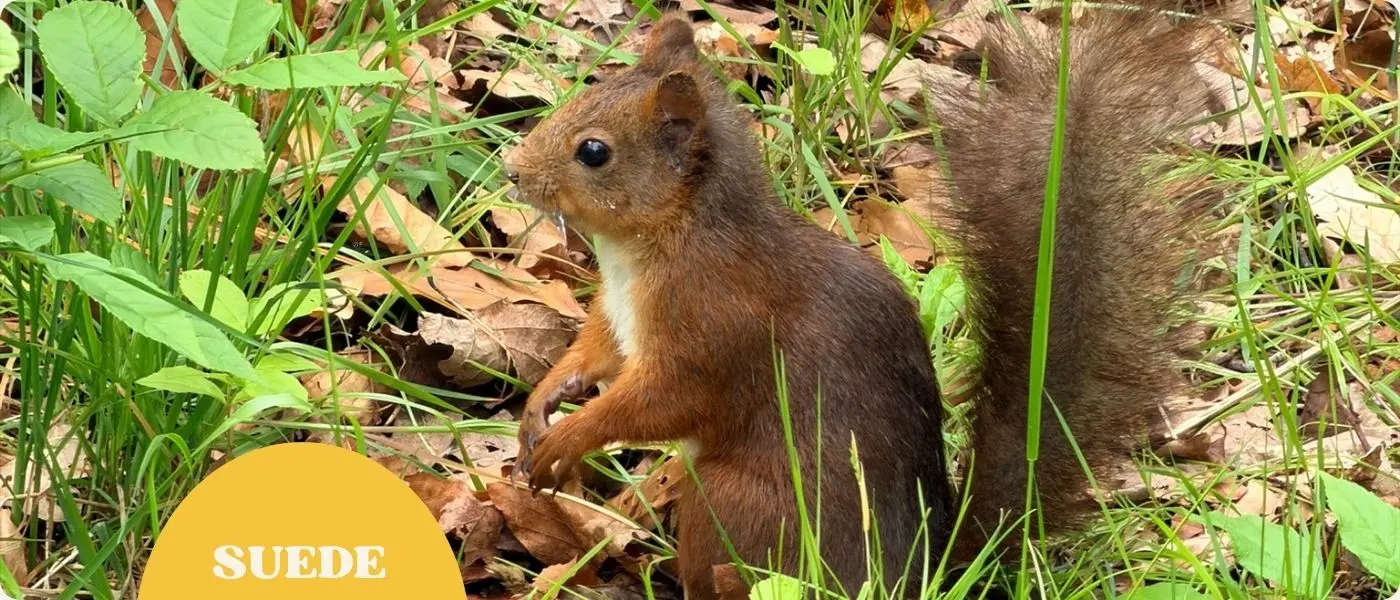 Le zoo gratuit de Göteborg : notre retour d’expérience en camping-car