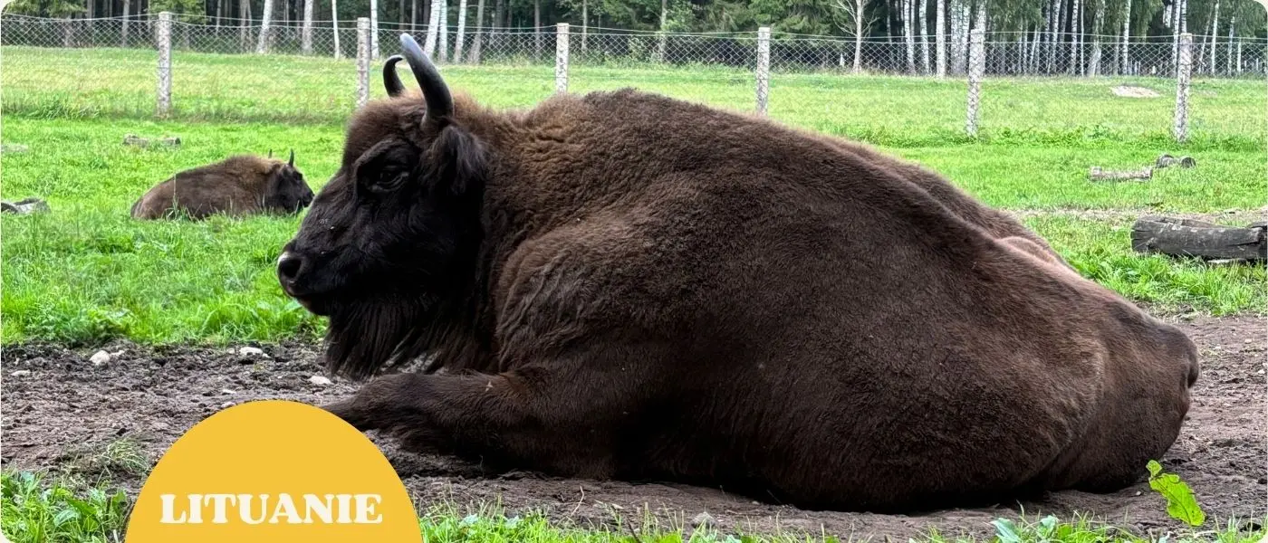 À la rencontre des bisons de Pašiliai